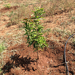 Mango sapling_Imam Pasanth _Grafted and planted 3 months old-2